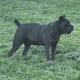 Toxic - Cane Corso