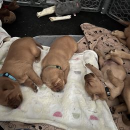 Labrador Retriever Puppies from Lake Crystal Farms Labradors