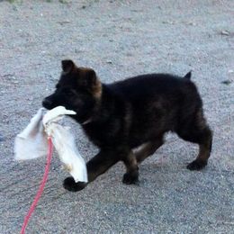 Belgian Malinois and German Shepherd Puppies from War Cry German Shepherds