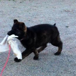 Belgian Malinois and German Shepherd Puppies from War Cry German Shepherds