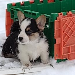 Triple Clear, OFA parents-  WITH A TAIL - Black and tan male Pembroke Welsh Corgi puppy in Harpursville, New York from Rex Farm Corgis