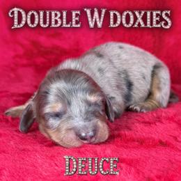 DEUCE - Dapple male Dachshund puppy in Alto, Texas from Double W Doxies