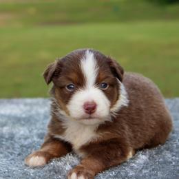 Leo - Red tri male Toy Australian Shepherd puppy in Bauxite, Arkansas from J and B Mini Aussies