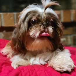 Roadie - Shih Tzu