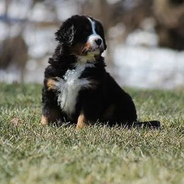 Bernese Mountain Dog Puppies from Swamp Creek Berners