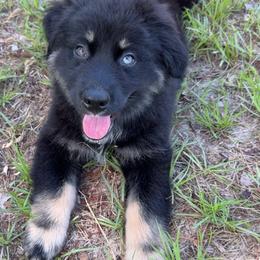 Jet - Black tri-color male Australian Shepherd puppy in Oxford, Florida from SoCo Aussies
