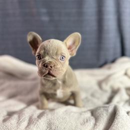Boy 3 - Tricolors male French Bulldog puppy in Minco, Oklahoma from Findley’s Furbabies