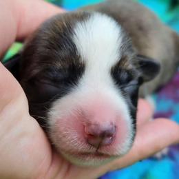 Topaz - Brindle and white male Cardigan Welsh Corgi puppy in Winston, Oregon from There and Back Again Corgis