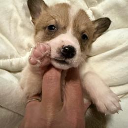 Girl 2 - Sable female Pembroke Welsh Corgi puppy in Newark, Ohio from Abc Cattle Co corgis