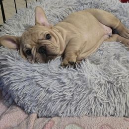 French Bulldog Puppies from OTF Frenchies