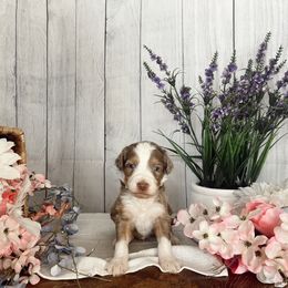 Aussiedoodle and Goldendoodle Puppies from Utah Faith Doodles