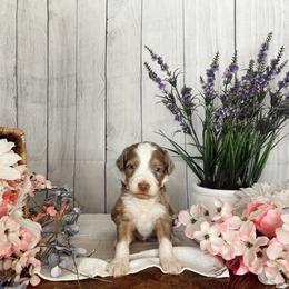 Aussiedoodle and Goldendoodle Puppies from Utah Faith Doodles