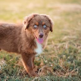 Buck - Red tri male Miniature Australian Shepherd puppy in Yantis, Texas from Marie Mini Aussies
