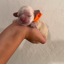 Orange - Buff female Cocker Spaniel puppy in Corcoran, California from Finest cocker spaniel