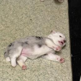 Elsa - Blue merle and white female Cardigan Welsh Corgi puppy in Atascadero, California from California Corgis and Kunes