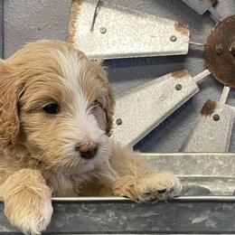 Bernedoodles and Goldendoodles from JP Southern Doodles
