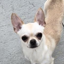 Anna - Chihuahua