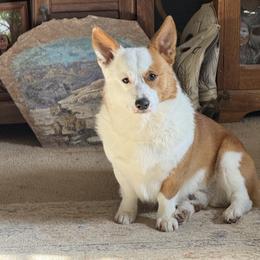 Noah - Pembroke Welsh Corgi