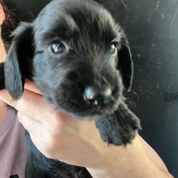 Baggi - Black male Dachshund puppy in Bigfork, Minnesota from Dachshunds Up North
