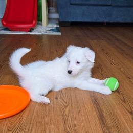 Girl 4 - White ticked female Border Collie puppy in Piedmont, South Carolina from Soaring Borders Border Collies