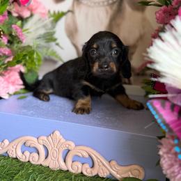 Fed - Black and tan male Dachshund puppy in Wills Point, Texas from Duck Creek Farm