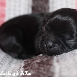 Girl 4 - Black Shih Tzu puppy in Ft Mc Coy, Florida from Everlasting Shih Tzu