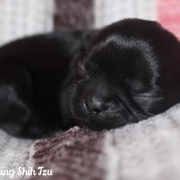 Girl 4 - Black Shih Tzu puppy in Ft Mc Coy, Florida from Everlasting Shih Tzu