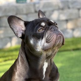 Axel - French Bulldog