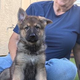 Jax3 - Sable male German Shepherd puppy in Surprise, Arizona from Vom Wustefeuer German Shepherds