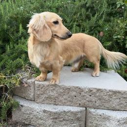 Max - Dachshund