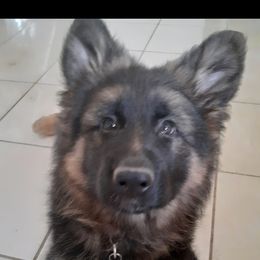German Shepherd Puppies from Flussufer German Shepherds