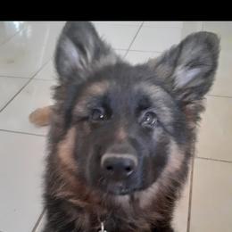 German Shepherd Puppies from Flussufer German Shepherds