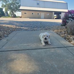 Giggles - Yellow female Labrador Retriever puppy in Woodburn, Indiana from Marlene's Labrador Retrievers