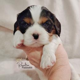 Cavalier King Charles Spaniel Puppies from Royalton Cavaliers