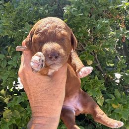 Laguna - Red  female Goldendoodle puppy in La Verne, California from Marshall Goldendoodles