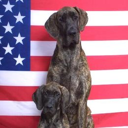 Great Danes from Danemark Danes