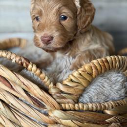 Whisk - Cream male Goldendoodle puppy in Redmond, Oregon from Bourbon and Lace Doodles
