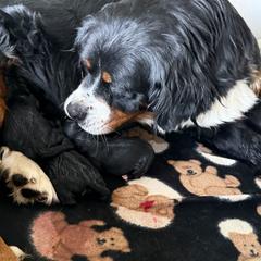 Girl 3 - female Golden Mountain Dog puppy in Loveland, Colorado from Grateful Bernese & Gage's Goldens
