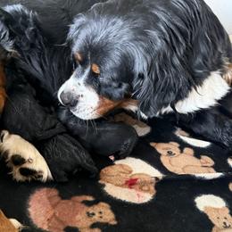 Girl 3 - female Golden Mountain Dog puppy in Loveland, Colorado from Grateful Bernese & Gage's Goldens