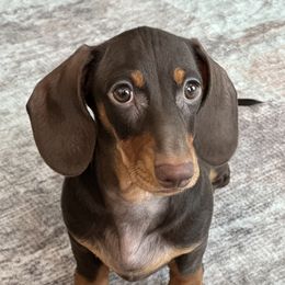 Twix - Dachshund