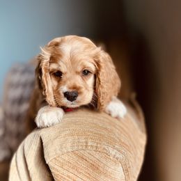 Cockapoo Puppies from Daysi's Puppies