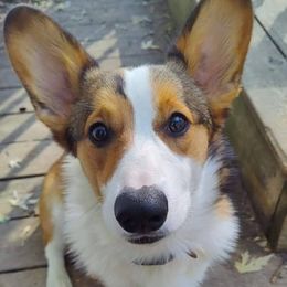 Diego - Pembroke Welsh Corgi