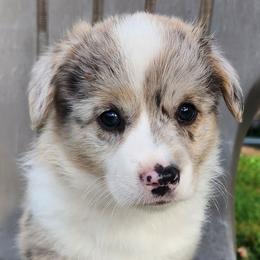 Grady - Brindle merle and white male American Corgi puppy in Concrete, Washington from Wigglebutts American Corgis