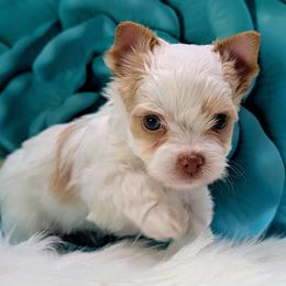Beau - Gold male Yorkshire Terrier puppy in Austin, Texas from Rhine Valley Yorkies