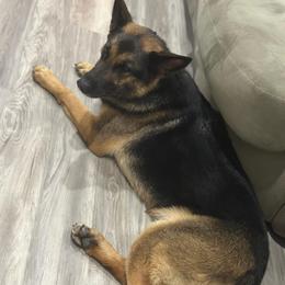 PL Mi Amore - Black and red female German Shepherd puppy in San Antonio, Texas from Pridelands