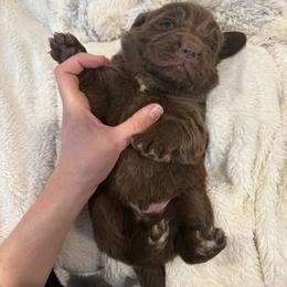 Maui - Brown male Newfoundland puppy in Brandenburg, Kentucky from Bluegrass River Newfoundlands