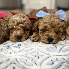 Aussiedoodles, Goldendoodles, and Miniature Australian Shepherds from Burton's Precious Doodles