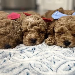 Aussiedoodles, Goldendoodles, and Miniature Australian Shepherds from Burton's Precious Doodles