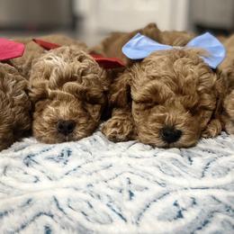 Aussiedoodles, Goldendoodles, and Miniature Australian Shepherds from Burton's Precious Doodles