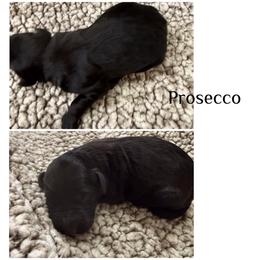 Prosecco - White and black female Bordoodle puppy in Republic, Missouri from Holland Hilltop Farm
